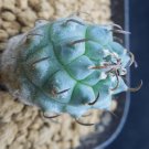 1Pcs A Set Turbinicarpus sp. Negrita Mini Plant ProQgf