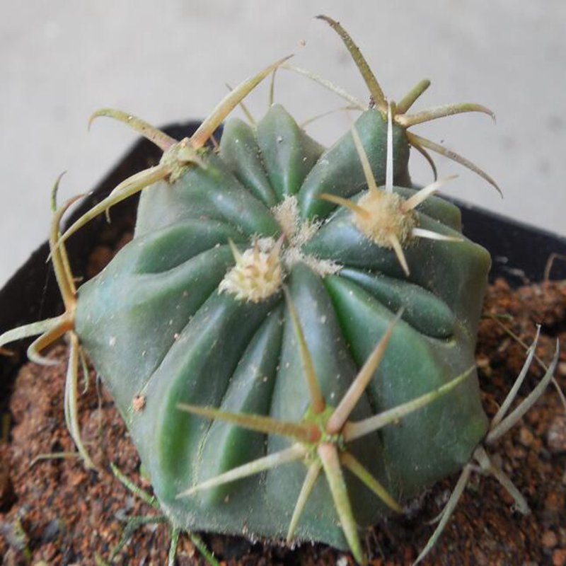 1Pcs A Set Ferocactus latispinus Mini Plant ProQgf