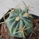 1Pcs A Set Ferocactus latispinus Mini Plant ProQgf