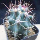 1Pcs A Set  F. gracilis H.E.Gates  Mini Plant ProQgf