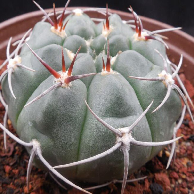 1Pcs A Set  G. mostii  Mini Plant ProQgf