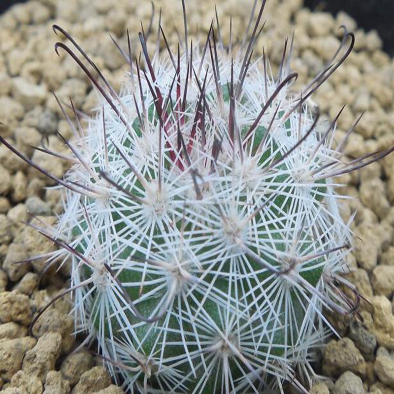1Pcs A Set M. albicans Mini Plant ProQgf