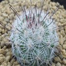 1Pcs A Set M. albicans Mini Plant ProQgf
