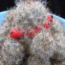 1Pcs A Set Mammillaria prolifera  Mini Plant ProQgf