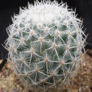1Pcs A Set M. albilanata Mini Plant ProQgf