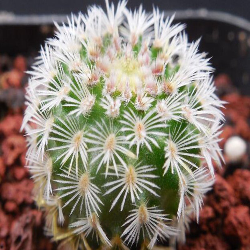 1Pcs A Set E. rigidissimus Mini Plant ProQgf