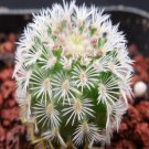 1Pcs A Set E. rigidissimus Mini Plant ProQgf