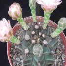 1Pcs A Set G. mihanovichii  Mini Plant ProQgf