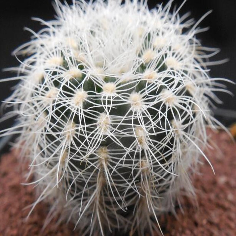 1Pcs A Set Gymnocalycium bruchii   Mini Plant ProQgf