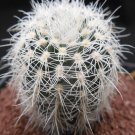 1Pcs A Set Gymnocalycium bruchii   Mini Plant ProQgf
