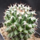 1Pcs A Set Mammillaria karwinskiana Mini Plant ProQgf
