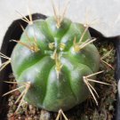 1Pcs A Set Gymnocalycium eurypleurum Mini Plant ProQgf