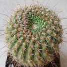 1Pcs A Set Notocactus eugeniae Mini Plant ProQgf