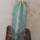 1Pcs A Set S. pruinosus  Mini Plant ProQgf