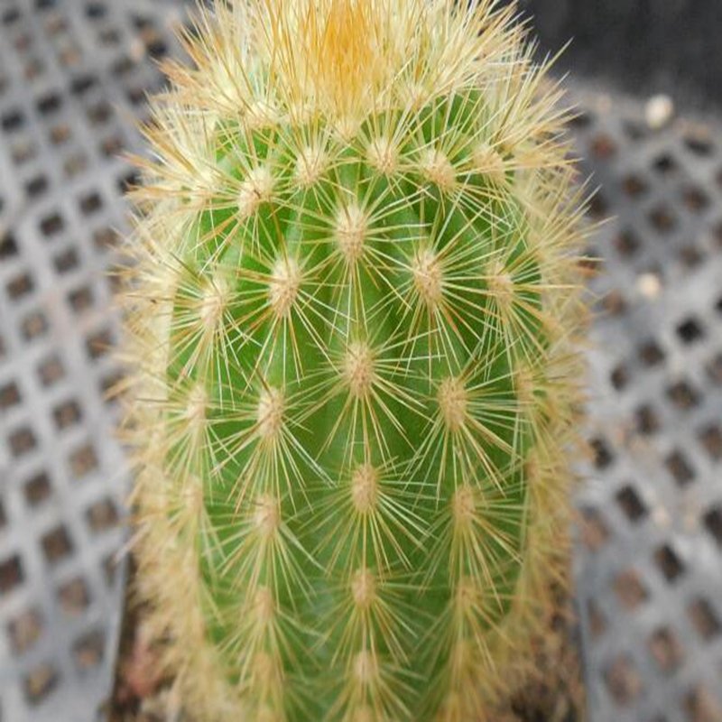 1Pcs A Set Haageocereus limensis Mini Plant ProQgf