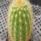 1Pcs A Set Haageocereus limensis Mini Plant ProQgf