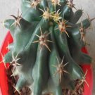 1Pcs A Set F. peninsulae Mini Plant ProQgf