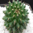 1Pcs A Set Mammillaria sempervivi Mini Plant