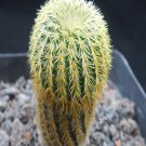 1Pcs A Set F. magnifica Mini Plant