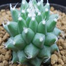 1Pcs A Set M. polythele Martius Mini Plant