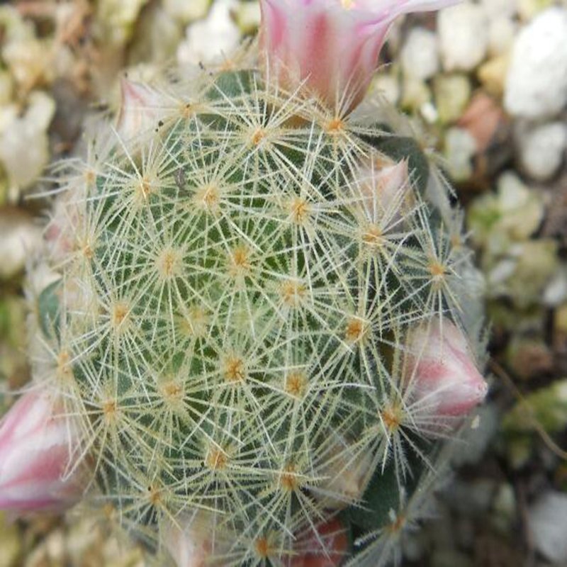 1Pcs A Set M. Giselae  Mini Plant