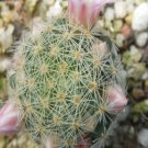 1Pcs A Set M. Giselae  Mini Plant