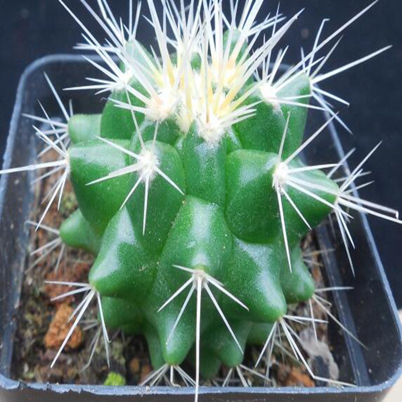 1Pcs A Set E. grusonii   Mini Plant
