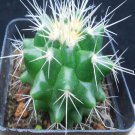 1Pcs A Set E. grusonii   Mini Plant