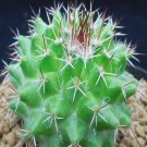 1Pcs A Set Mammillaria petrophila  Mini Plant