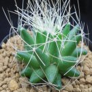 1Pcs A Set M. camptotricha Mini Plant