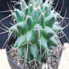 1Pcs A Set Mammillaria compressa Mini Plant