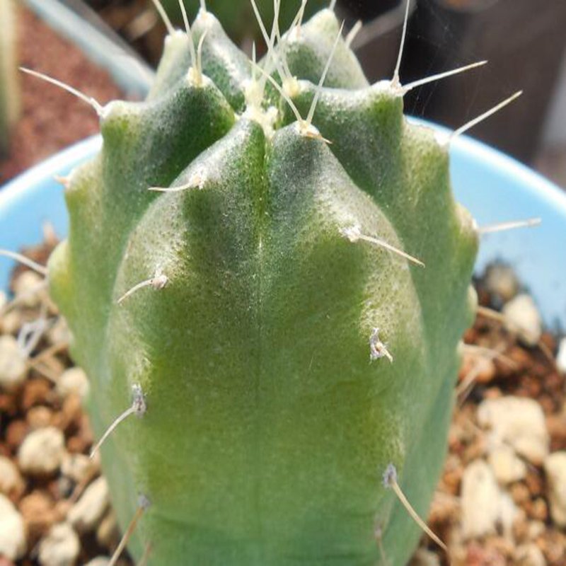 1Pcs A Set Echinocereus stoloniferus  Mini Plant