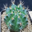 1Pcs A Set G. anisitsii  Mini Plant