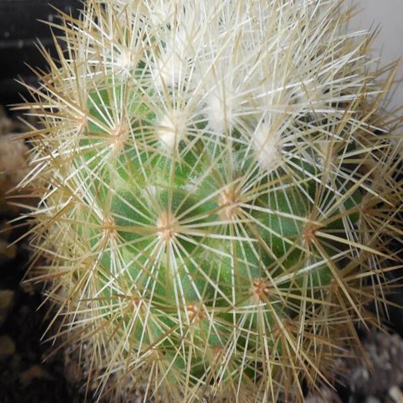 1Pcs A Set M. densispina   Mini Plant
