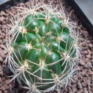 1Pcs A Set Rebutia neocumingii Mini Plant