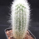1Pcs A Set Espostoa mirabilis  Mini Plant