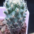1Pcs A Set T. saueri ssp. Ysabelae  Mini Plant