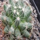 1Pcs A Set Mammillaria sphaerica Mini Plant