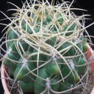 1Pcs A Set G. marquezii  Mini Plant