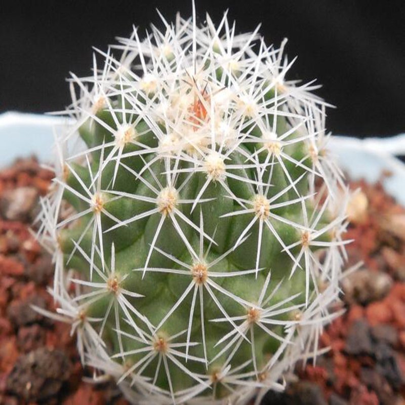 1Pcs A Set Thelocactus conothele Mini Plant