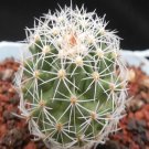 1Pcs A Set Thelocactus conothele Mini Plant