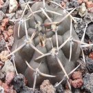 1Pcs A Set Gymnocalycium borthii Mini Plant