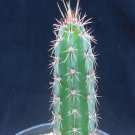 1Pcs A Set Harrisia jusberti Mini Plant