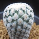 1Pcs A Set T. valdezianus Mini Plant