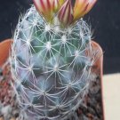1Pcs A Set Turbinicarpus knuthianus Mini Plant