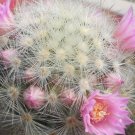 1Pcs A Set M.laui  Mini Plant