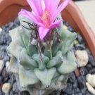 1Pcs A Set Turbinicarpus alonsoi Mini Plant