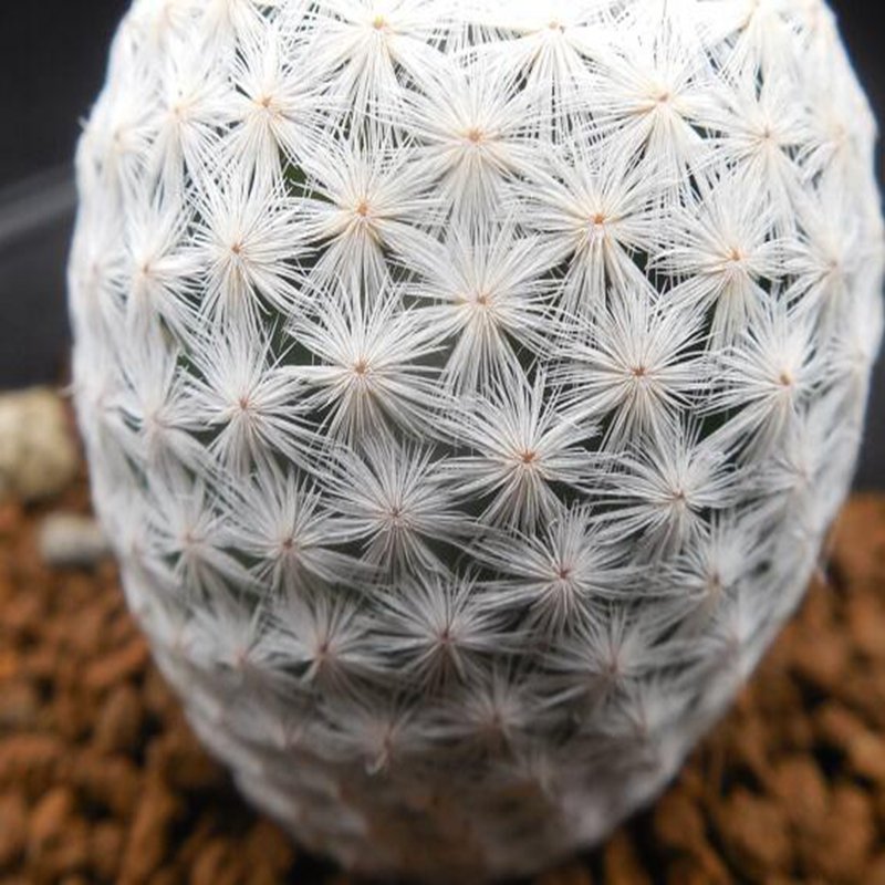 1Pcs A Set M. herrerae Mini Plant