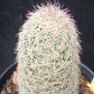1Pcs A Set T. lausseri Mini Plant
