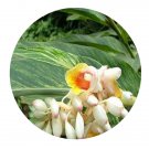 DwarfGiantFarm 100Pcs A Set A.zerumbet Seed dgf-clhm-001001 ProQgf